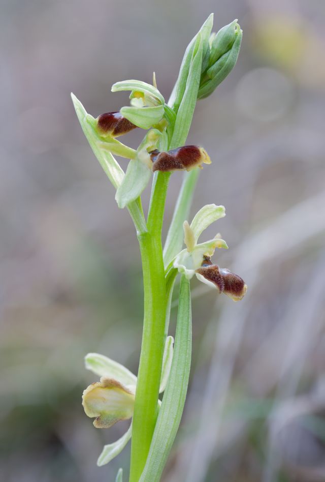 Ophrys della sezione Araniferae